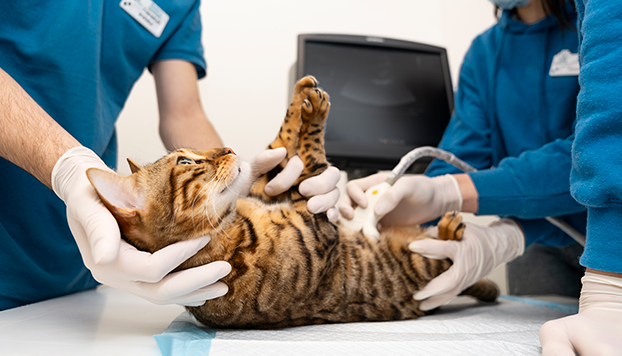 ultrasound